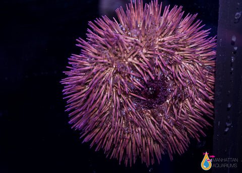 Pincushion Urchin.jpg