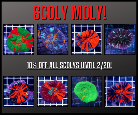 Scoly Sale!.png