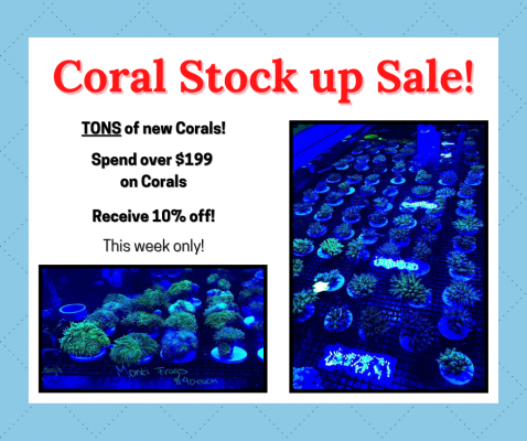 Coral Stock up Sale.png