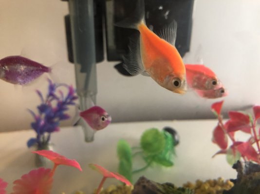 fish 2.jpg