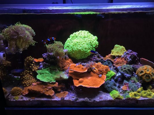 Moving sale: beautiful corals up for grabs