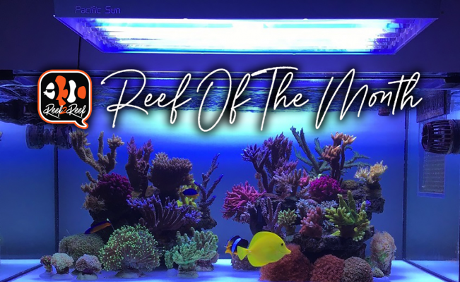 REEF OF THE MONTH - March 2022: Roberto Denadai's Beautiful 80-gallon SPS Reef