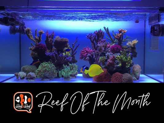 Reef of the month title copy.png