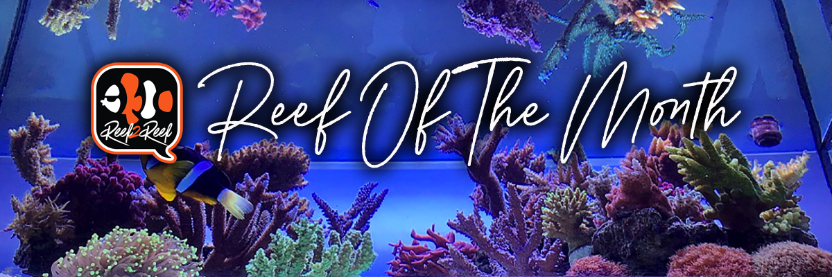 Reef of the month header copy.png