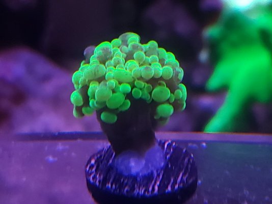 Green Hammer Coral 2022 03.jpg