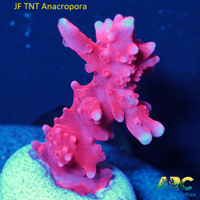 JF TNT Anacropora.png