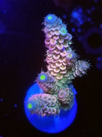 coral (22).jpg