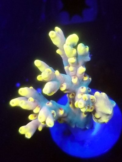 coral (25).jpg