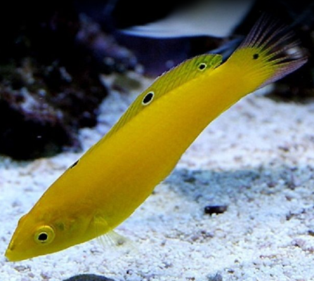 wrasse.PNG