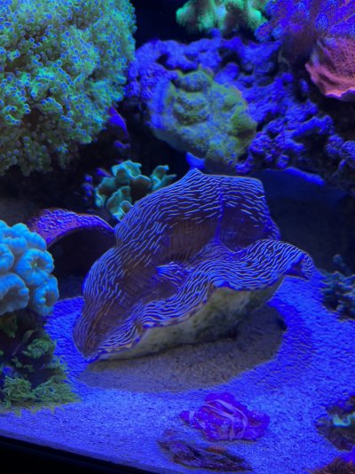 Tiger-Striped Derasa Clam (5.75"). Pickup in Frederick, MD only.