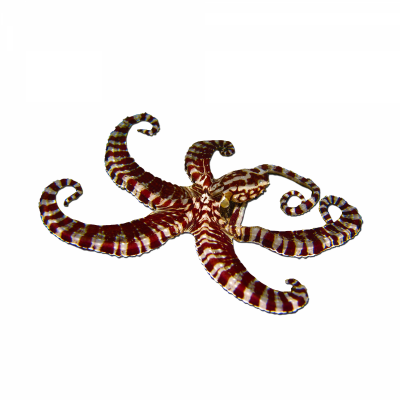 Larger Pacific Striped Octopus.png