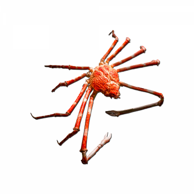 Japanese Spider Crab.png