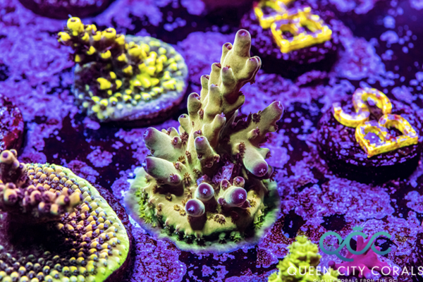 Coral Coloration: Proteins and Chromoproteins
