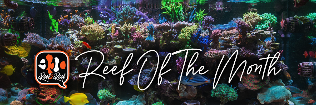 Reef of the month header.png