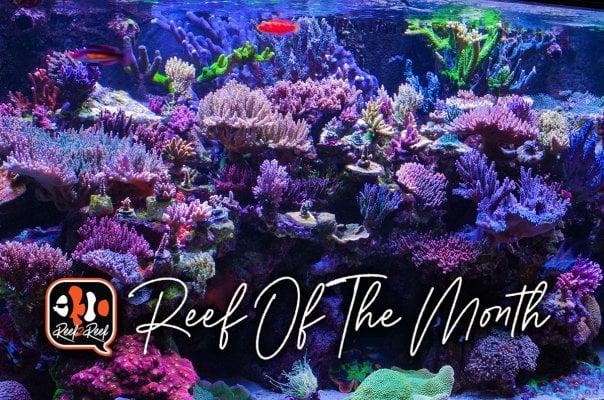 REEF OF THE MONTH - April 2022: RussiReef's Phenomenal SPS Tank! 280 Gallons of Acro Inspiration!