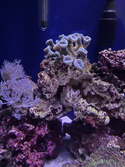 44B62812-B919-4985-B781-E24194BD4FCB.jpeg 44B62812-B919-4985-B781-E24194BD4FCB.jpeg