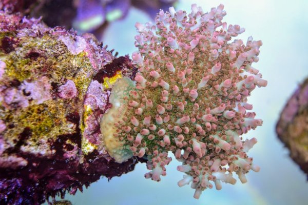 CoraroC coralholder with frag 7.JPG