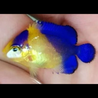 bali-aquarich-purple-masked-angelfish.jpg bali-aquarich-purple-masked-angelfish.jpg