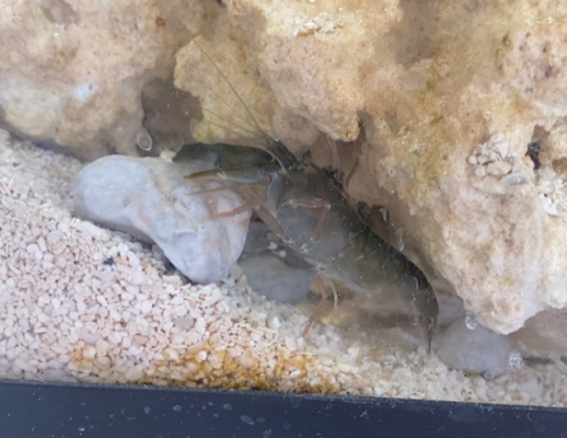 Curly-Que snapping shrimp