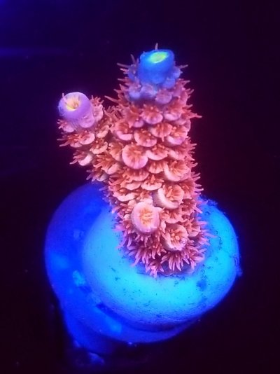 coral (26).jpg