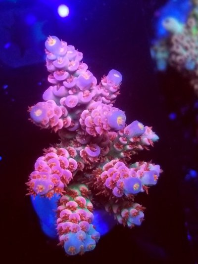 coral (134).jpg