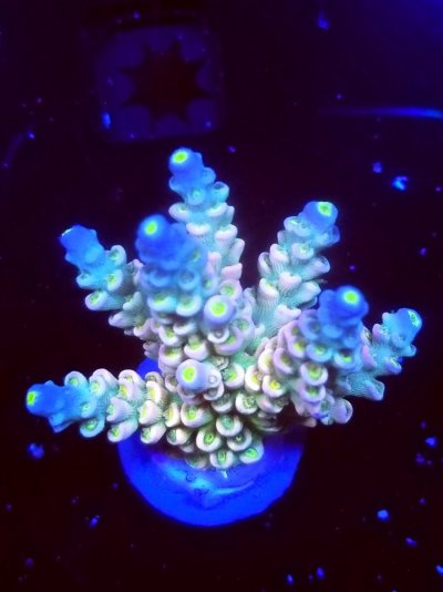 coral (206).jpg