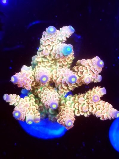 coral (235).jpg