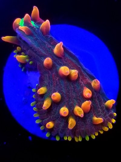 coral (316).jpg