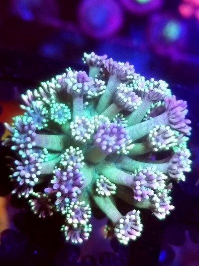 coral (370).jpg