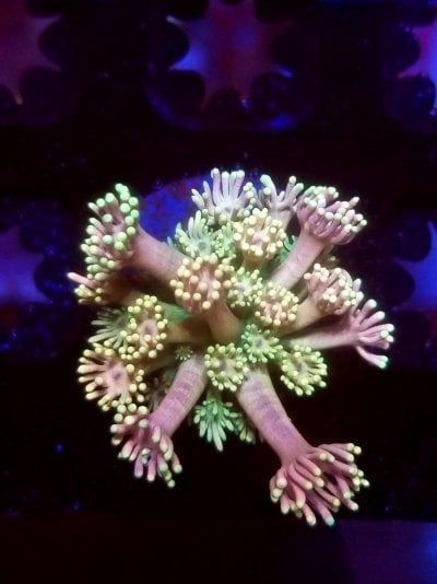 coral (374).jpg