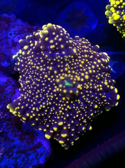 coral (412).jpg