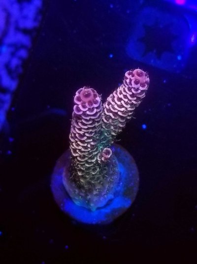 coral-266-scaled.jpg