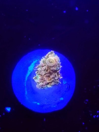 coral-247-scaled.jpg