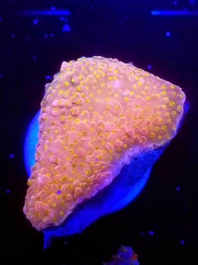 coral-210-scaled.jpg