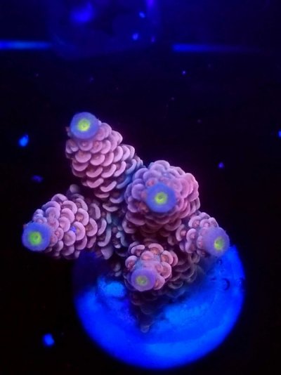 coral-224-scaled.jpg