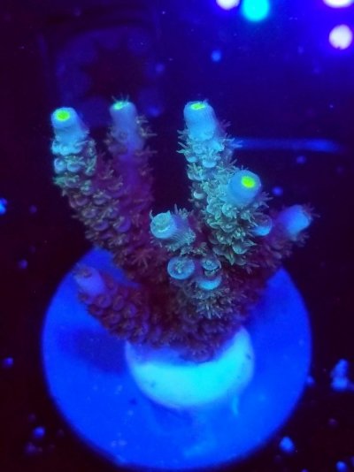coral-205-scaled.jpg