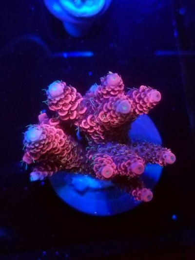 coral-1-scaled.jpg