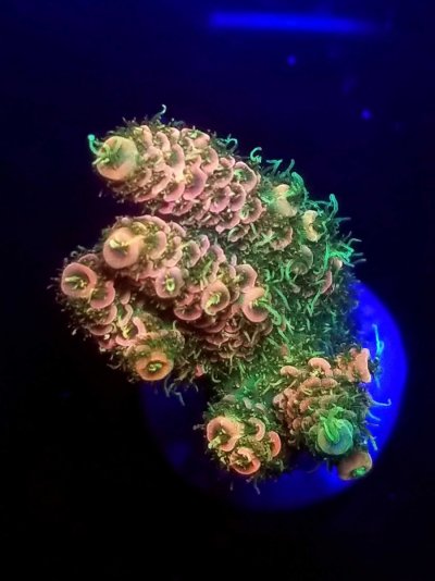 coral-56-scaled.jpg