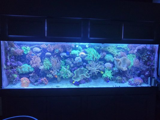 Aquarium – 300-Gallon Acrylic Reef Tank (All equipment and livestock included)
