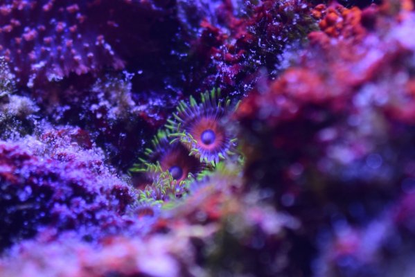 Reef61L-2022-04-18-003.jpg