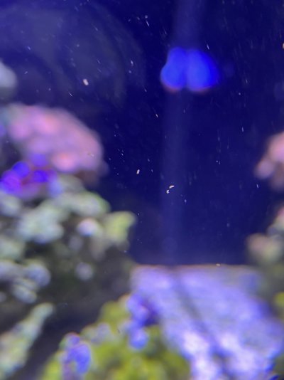 Flatworm2.jpg
