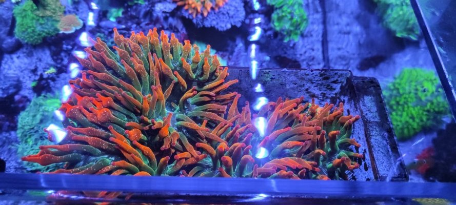 anemones.jpg