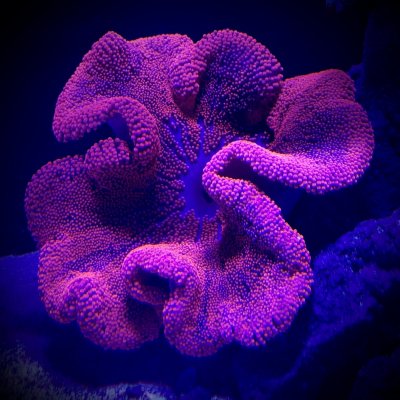 B4409740-B76A-4514-A852-C461BD01509F.jpeg B4409740-B76A-4514-A852-C461BD01509F.jpeg
