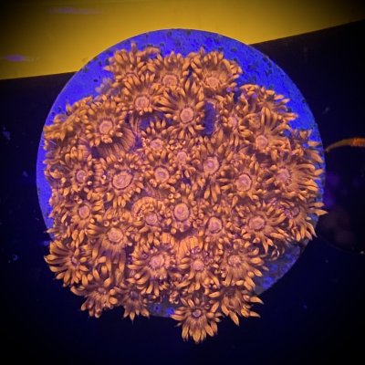 E029985C-64D9-475B-8AD4-CA41A54E6110.jpeg E029985C-64D9-475B-8AD4-CA41A54E6110.jpeg
