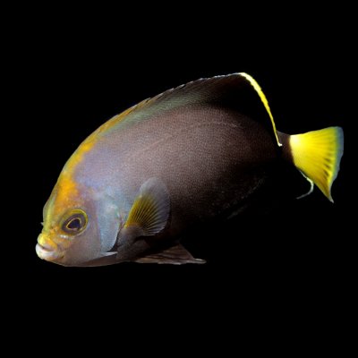 Labyrinth Angelfish.JPG Labyrinth Angelfish.JPG
