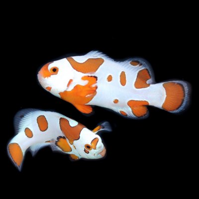storm clown pair 1.jpg storm clown pair 1.jpg