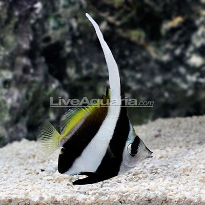 FS: Pair of Schooling bannerfish for sale