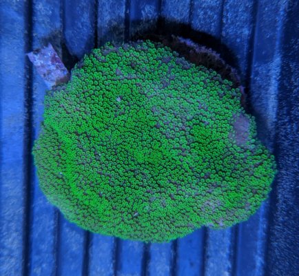 Green Alveopora 1.jpg
