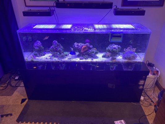 Getting out of the saltwater hobby and need to sell the fish before I part out the tank