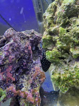 Saltwater fishes for sale before i part out tank